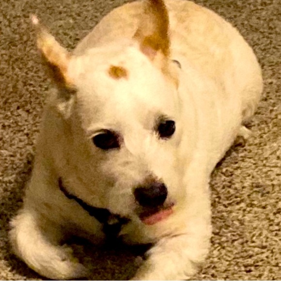 MY PUPPY SOLOVENO - Picture 2 of 4